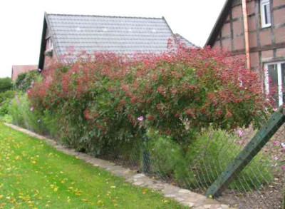 Hagebutten_1_640x480.jpg