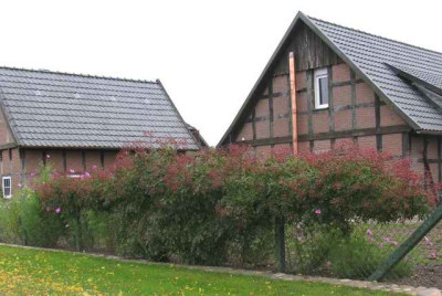 unbekannt_Habebutten_640x480.jpg