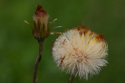Huflattich-April-2.jpg