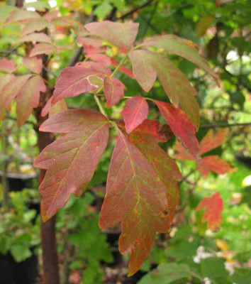 Acer_griseum_Topf800x600.jpg