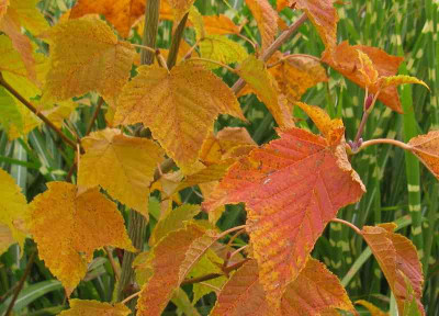 Acer_rufinerve_800x600.jpg