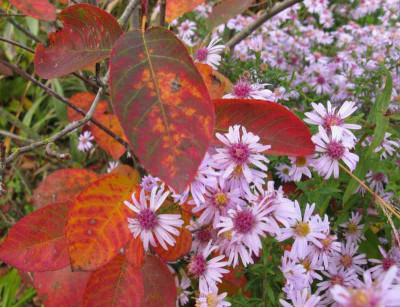 Amelanchier_lamarckii_800x600.jpg