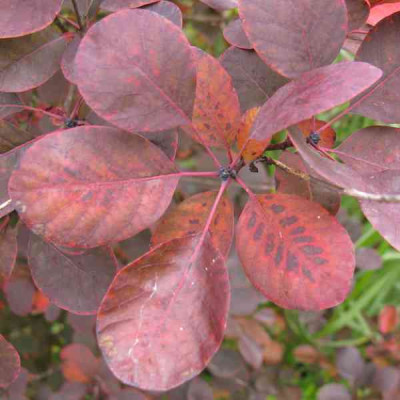 Cotinus_coggrygia_Royal_Purple_800x600.jpg