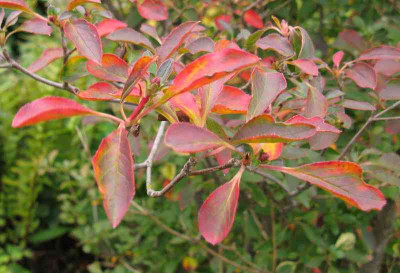 Enkianthus_campanulatus_800x600.jpg