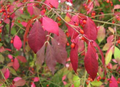 Euonymus_alatus_800x600.jpg