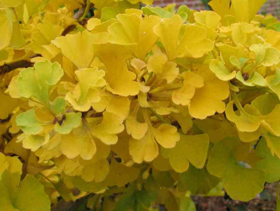 Gingko_biloba_Marieken_800x600.jpg