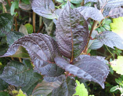 Hydrangea_macrophylla_Merveille_Sanguine_800x600.jpg