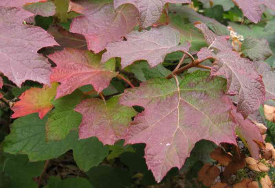 Hydrangea_quercifolia_800x600.jpg