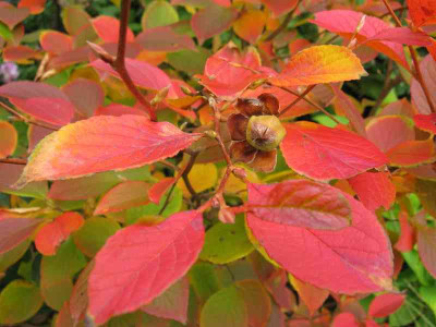 Stewartia_pseudocamellia_800x600.jpg