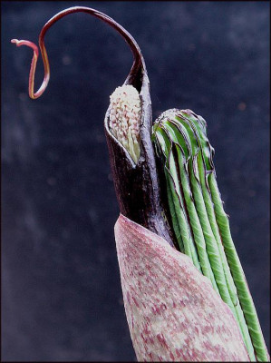 Arisaema_formosanum..JPG