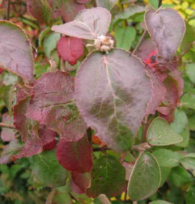 Viburnum_carlesii_Diane_800x600.jpg