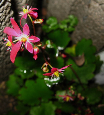 Sax._cort._Shinkunomai_17.10.10._009.jpg