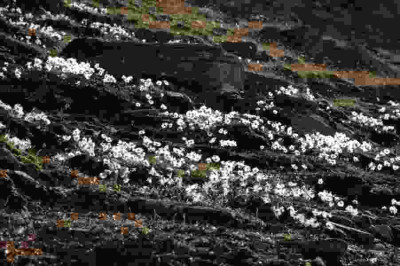 085dryas1.jpg