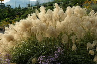 Miscanthus.jpg