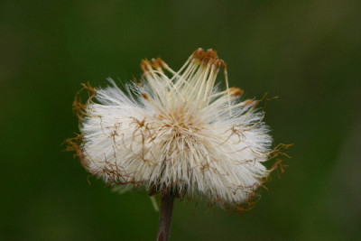 Huflattich-April-3.jpg