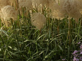 Miscanthus2.jpg