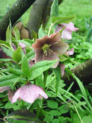 Helleborus_orientalis_rot170405.jpg