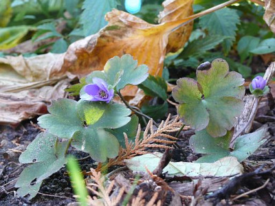 hepatica_trans_2010-10-09_562k.jpg