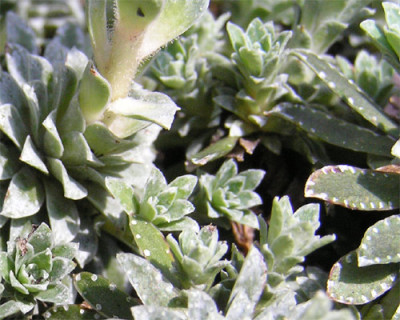 Steingarten-Blatt.jpg