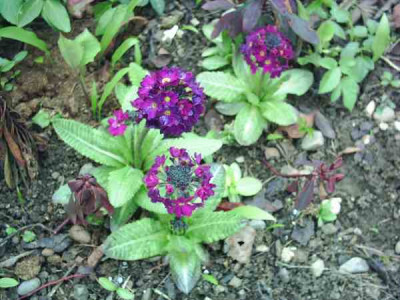 Kugelprimel_dunkelviolett2.jpg