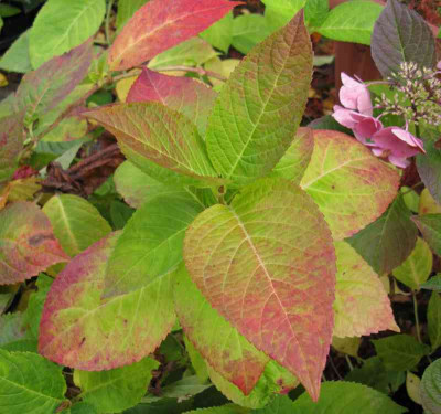 Hydrangea_macr._The_Bride_800x600.jpg