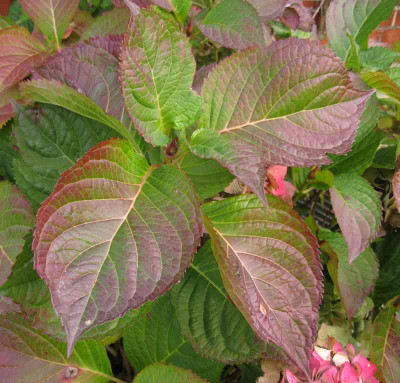 Hydrangea_macrophylla_Renate_Steiniger_800x600.jpg