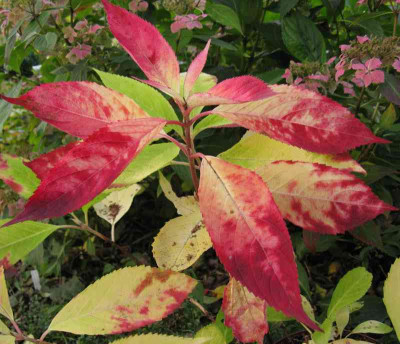 Hydrangea_serrata_Koreana_800x600.jpg