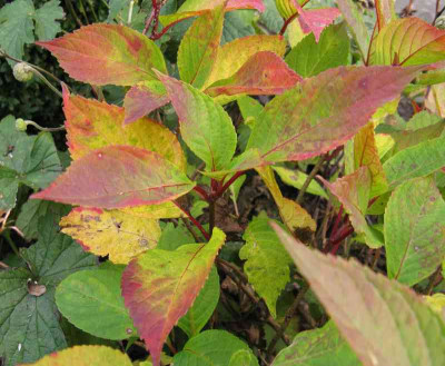 Hydrangea_serr._Preziosa_800x600.jpg