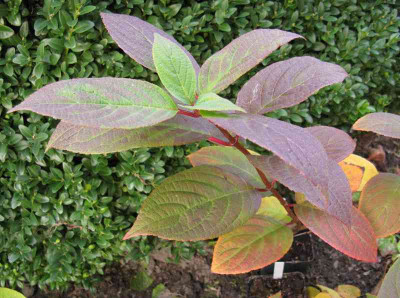 Hydrangea_paniculata_Early_Sensation_800x600.jpg