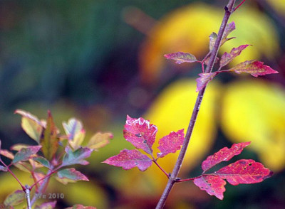 acer_griseum_2010-10.jpg