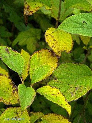 hydrangea_heteromalla.jpg