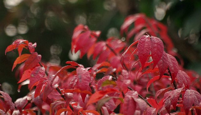 euonymus_alatus_small.jpg
