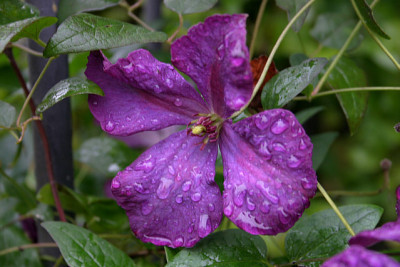 Cl.vit.Polish_Spirit0210.jpg