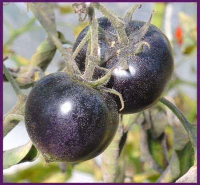BlaueTomate.jpg