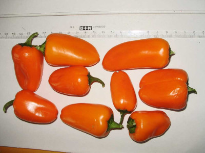 Paprika_klein.jpg