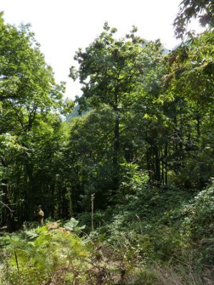 8_Pflanzen_am_Wegesrand_fars_2010.jpg