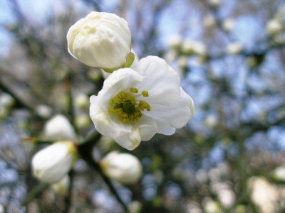 HBV_poncirus_trifoliata_bluete_nah.jpg