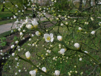 HBV_poncirus_trifoliata_bluete_fern.jpg