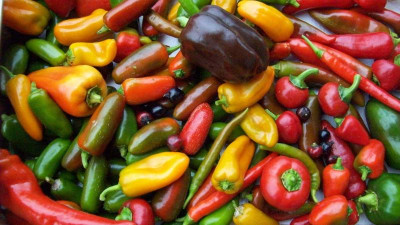 Jalapeno_004_k.jpg