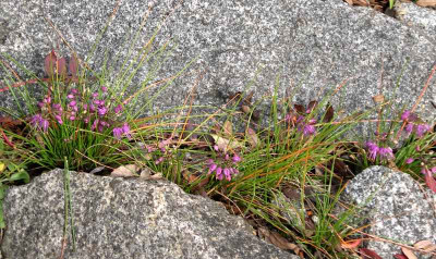 comp_Allium_splendens_var.kurilense.jpg