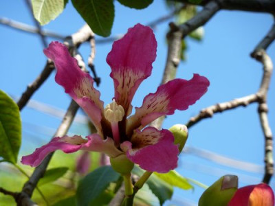 49_Positano_fars_2010.jpg