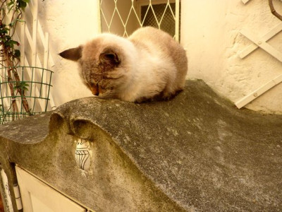 51_Positano_fars_2010.jpg