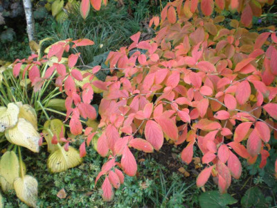 stewartiapseudocamelliaea1.jpg