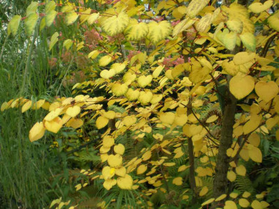 cercidiphyllumjaponicum1ea.jpg