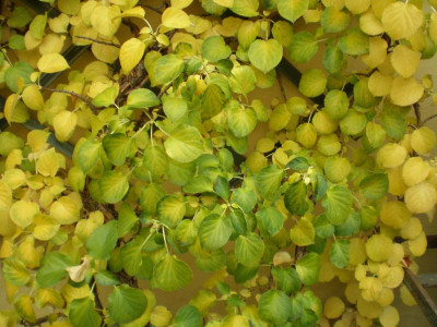 hydrangeapetiolarisea.jpg