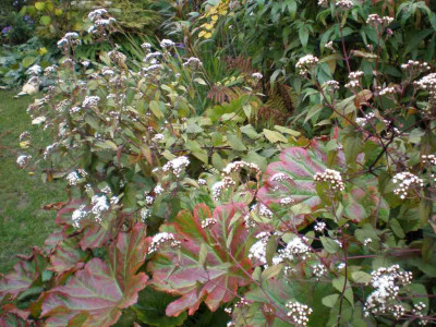 eupatoriumrugosumchocolateea.jpg