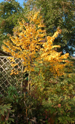 Cercidiphyllum_japonicum_0010__80578.jpg