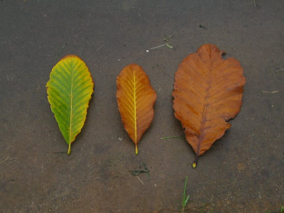 comp_Quercus_pontica_19.Okt.2010_011.jpg