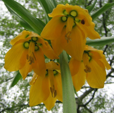 Fritillaria_imperialis_20050417.jpg