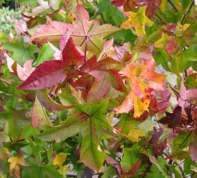 Liquidambar_styracilfua_Gumball_800x600.jpg